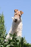 FOX TERRIER 024